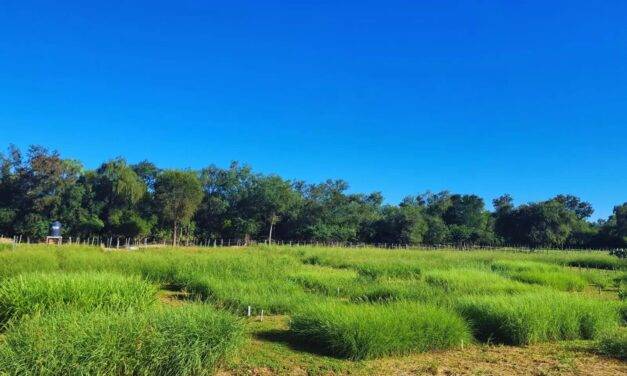 Diversificar la base forrajera para mejorar la producción ganadera