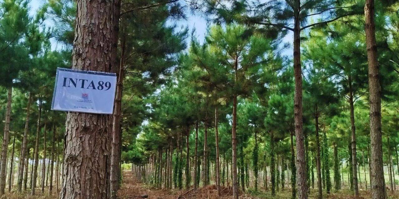 El INTA maximiza la productividad de pinos en Misiones