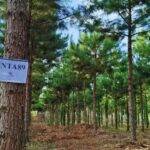 El INTA maximiza la productividad de pinos en Misiones
