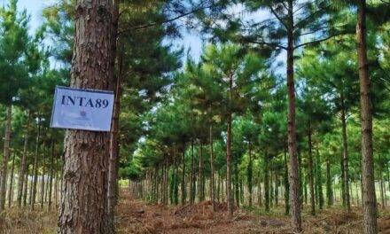 El INTA maximiza la productividad de pinos en Misiones