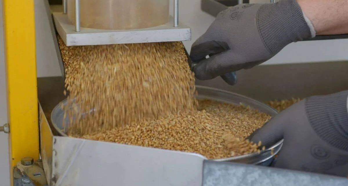 Se complicó el abastecimiento de trigo y existe preocupación en molinos