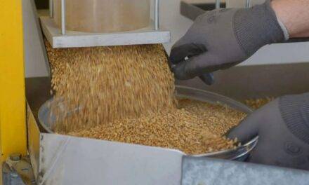 Se complicó el abastecimiento de trigo y existe preocupación en molinos