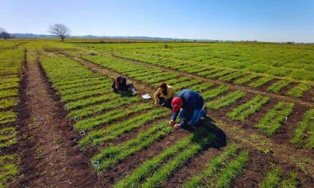 Presentan tres nuevas variedades de raigrás anual