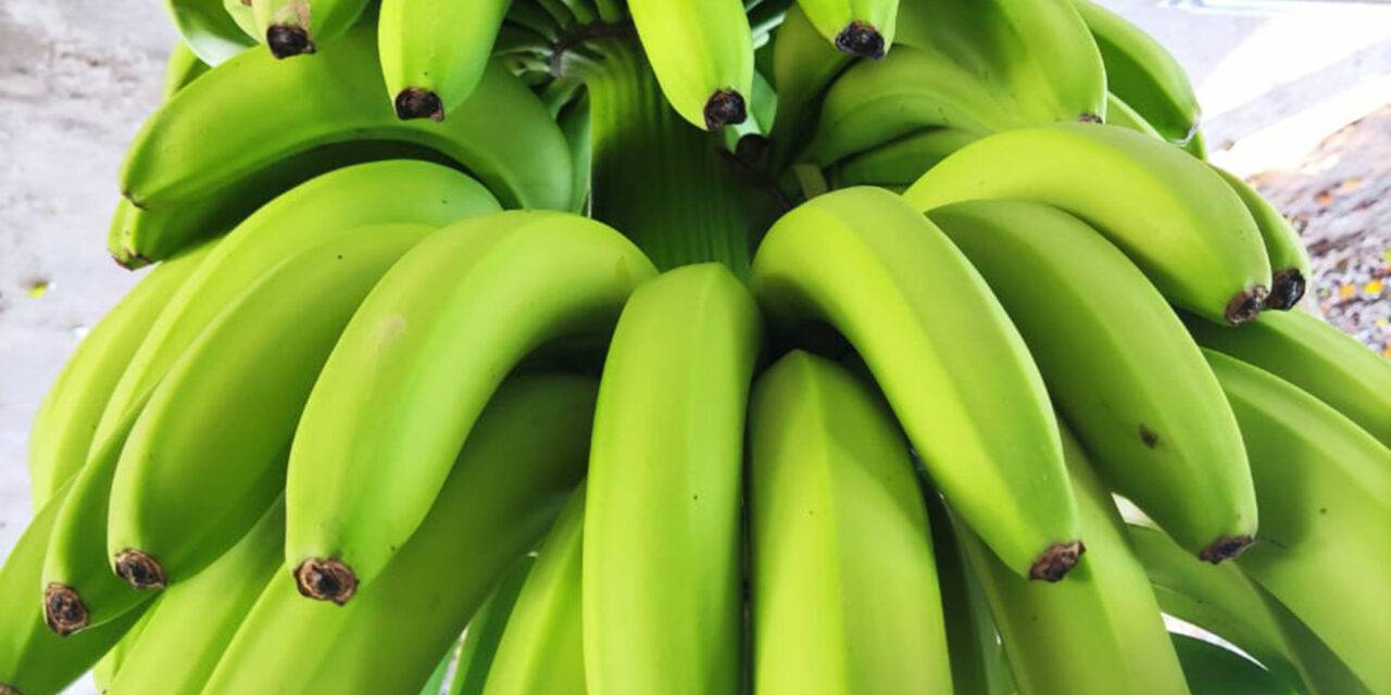 Se deberá registrar en el SIG-DTV-e todo movimiento de producción o empaque de bananas