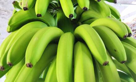 Se deberá registrar en el SIG-DTV-e todo movimiento de producción o empaque de bananas