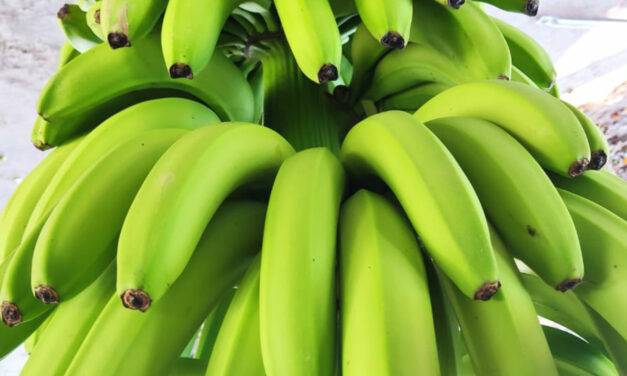 Se deberá registrar en el SIG-DTV-e todo movimiento de producción o empaque de bananas
