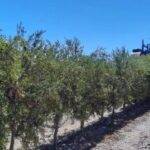 Olivo: mejoran la eficiencia del riego en plantaciones superintensivas
