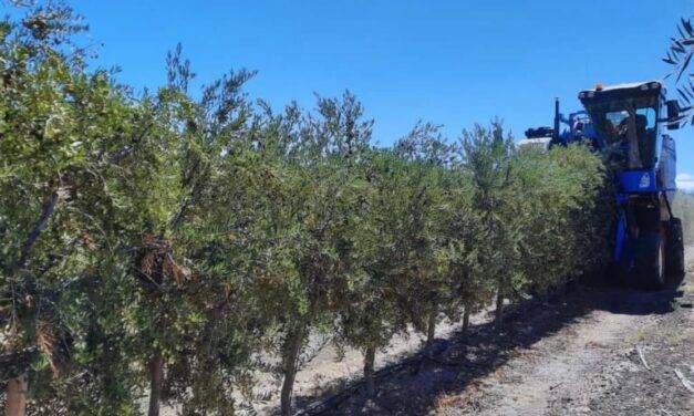Olivo: mejoran la eficiencia del riego en plantaciones superintensivas