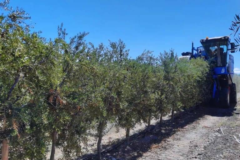 Olivo: mejoran la eficiencia del riego en plantaciones superintensivas