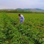 Evalúan el uso de biofertilizantes en el cultivo de papa