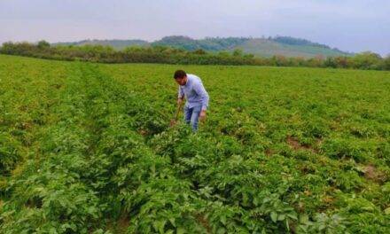 Evalúan el uso de biofertilizantes en el cultivo de papa