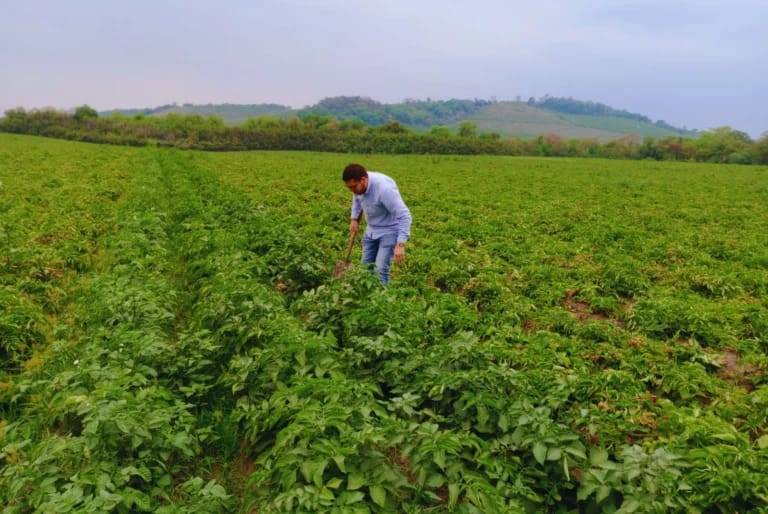 Evalúan el uso de biofertilizantes en el cultivo de papa