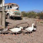 Prevención de influenza aviar: Claves sanitarias para la crianza de aves de traspatio