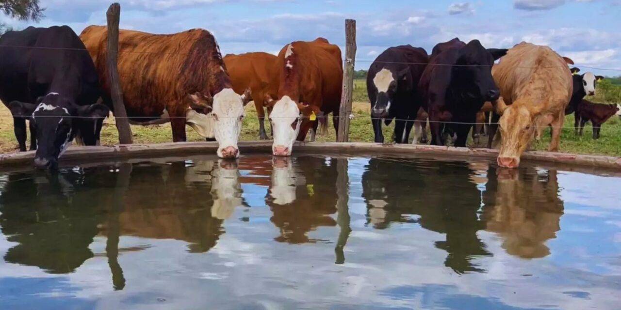 Brindan pautas para el uso seguro de agua subterránea en ganadería