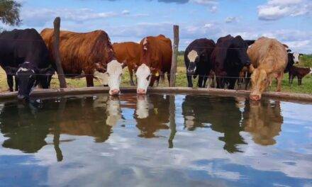 Brindan pautas para el uso seguro de agua subterránea en ganadería