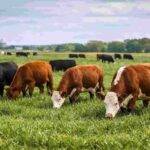 Se trata de la primera certificación en pastizales naturales de Argentina tras seis años de manejo holístico.