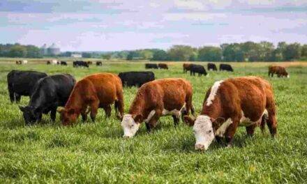 Se trata de la primera certificación en pastizales naturales de Argentina tras seis años de manejo holístico.