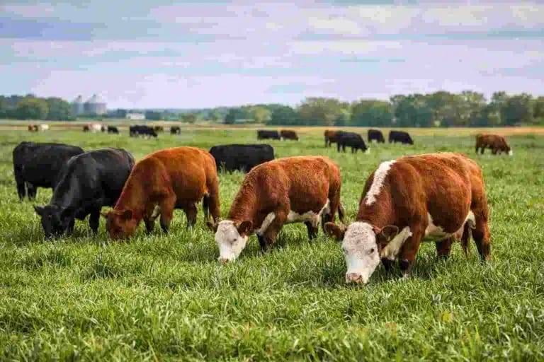 Se trata de la primera certificación en pastizales naturales de Argentina tras seis años de manejo holístico.