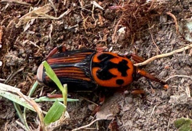 Se actualizaron las medidas para la prevención del picudo rojo de las palmeras