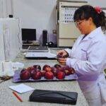 Evalúan el comportamiento productivo de manzanas de pulpa roja en el Alto Valle