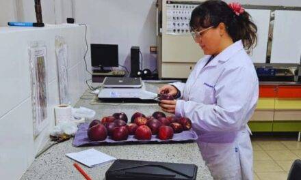 Evalúan el comportamiento productivo de manzanas de pulpa roja en el Alto Valle