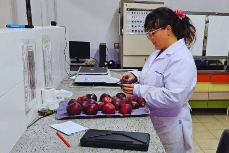 Evalúan el comportamiento productivo de manzanas de pulpa roja en el Alto Valle