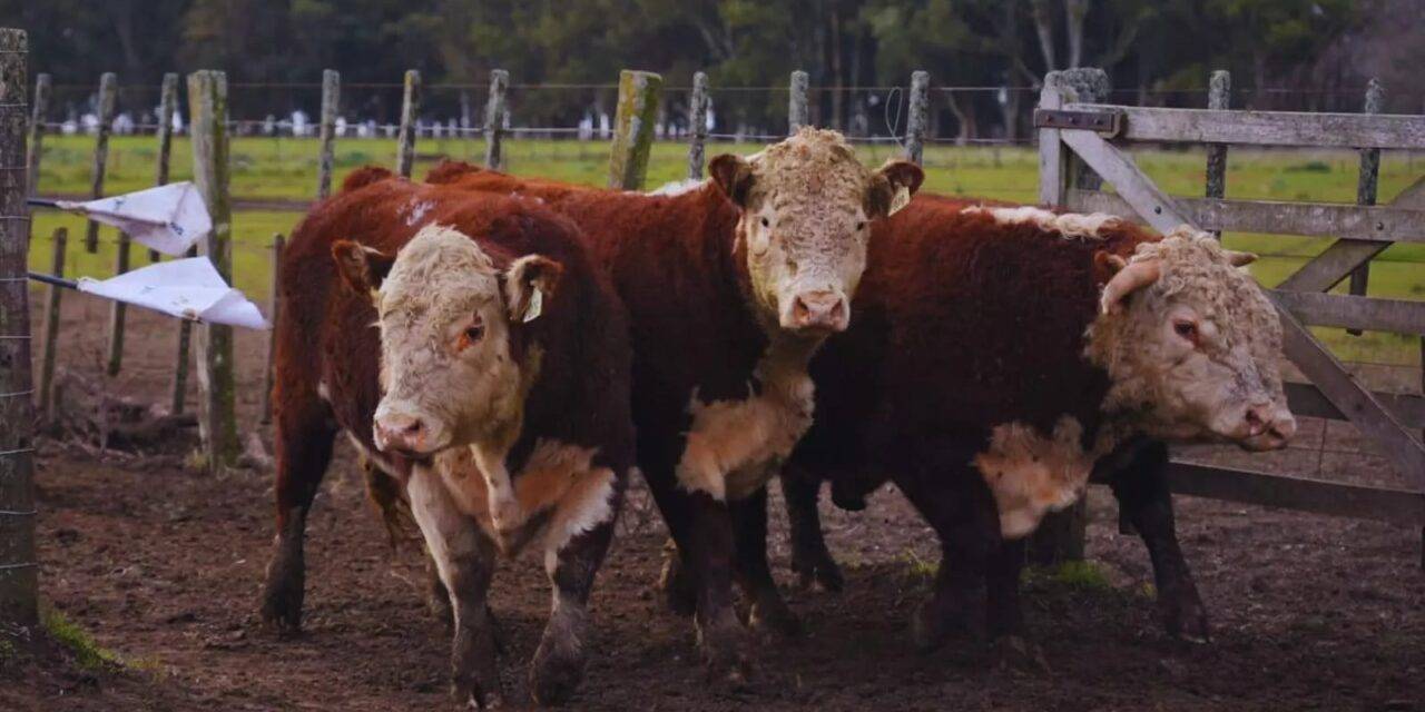 Toros Hereford a prueba: evalúan su desempeño en sistemas pastoriles