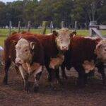 Toros Hereford a prueba: evalúan su desempeño en sistemas pastoriles