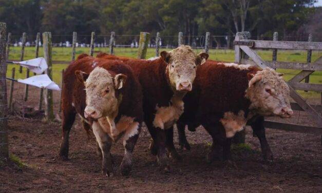 Toros Hereford a prueba: evalúan su desempeño en sistemas pastoriles