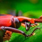 Prorrogaron la alerta fitosanitaria por picudo rojo de las palmeras en todo el territorio nacional