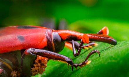 Prorrogaron la alerta fitosanitaria por picudo rojo de las palmeras en todo el territorio nacional