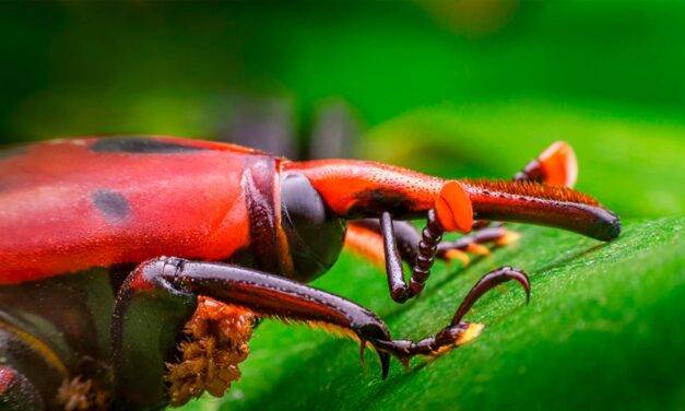 Prorrogaron la alerta fitosanitaria por picudo rojo de las palmeras en todo el territorio nacional