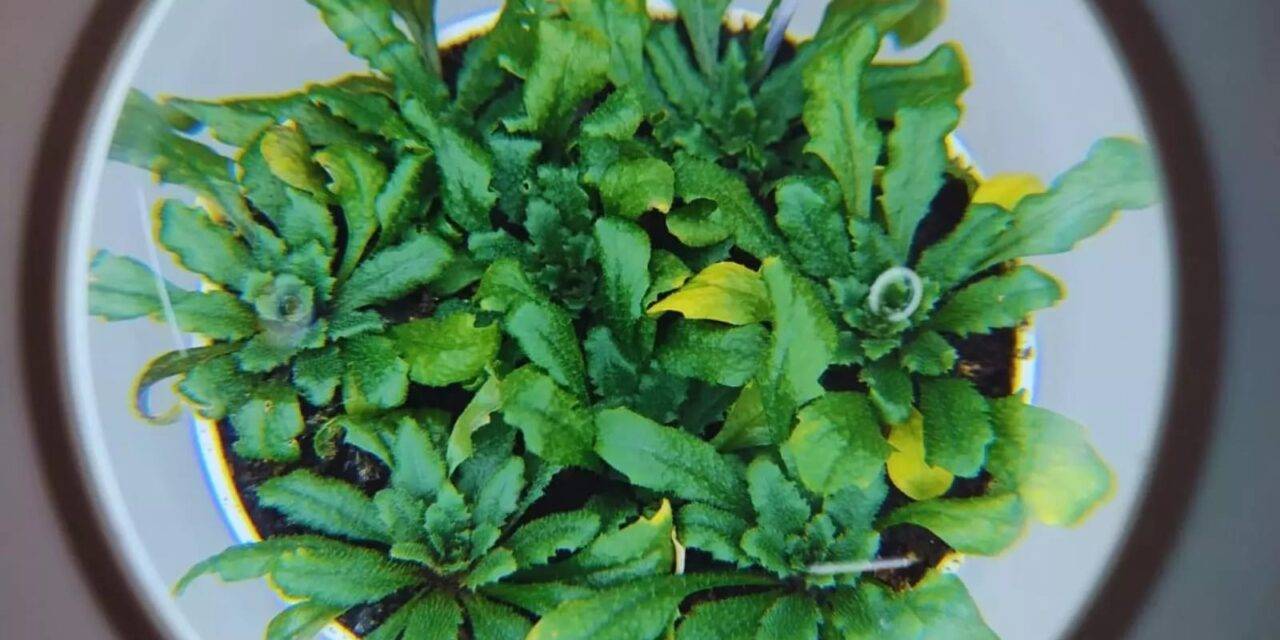 Identifican un mecanismo para activar el sistema de defensa de las plantas