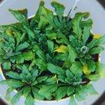 Identifican un mecanismo para activar el sistema de defensa de las plantas