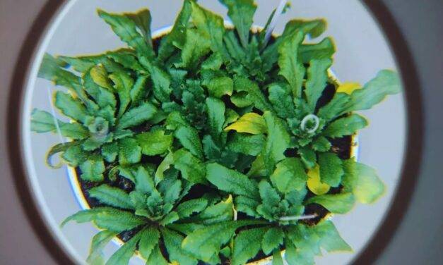 Identifican un mecanismo para activar el sistema de defensa de las plantas