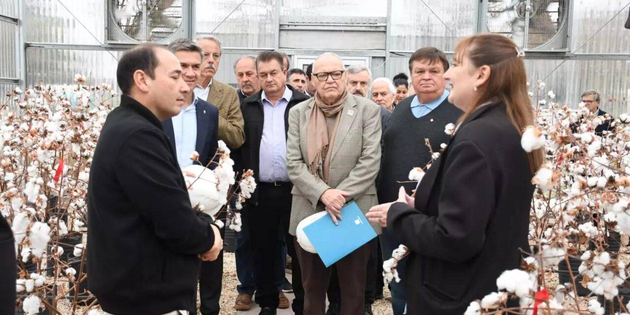 Arandu: la genética que abre una nueva etapa para el algodón argentino