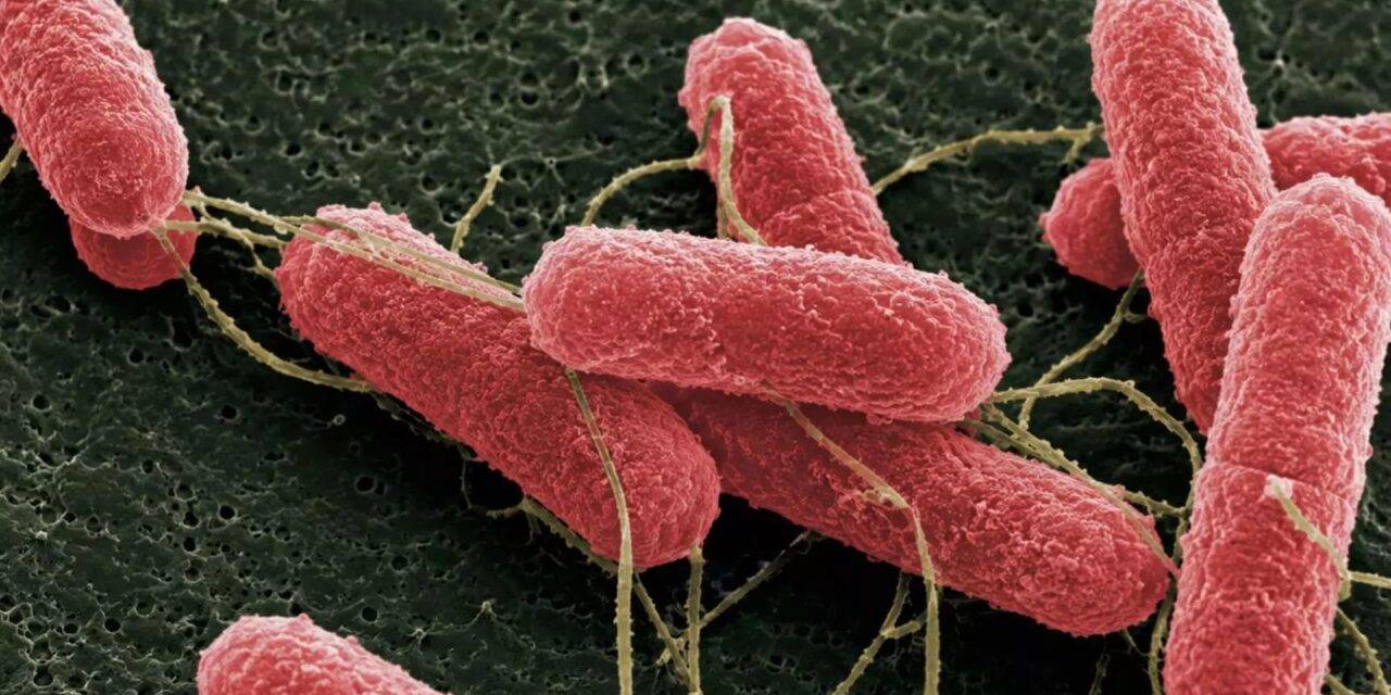 Desarrollan una molécula que podría disminuir la carga de “Escherichia coli” en bovinos