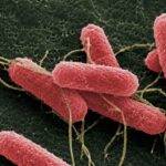 Desarrollan una molécula que podría disminuir la carga de “Escherichia coli” en bovinos