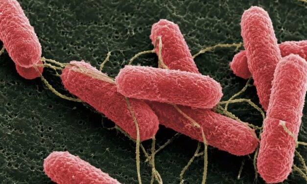 Desarrollan una molécula que podría disminuir la carga de “Escherichia coli” en bovinos
