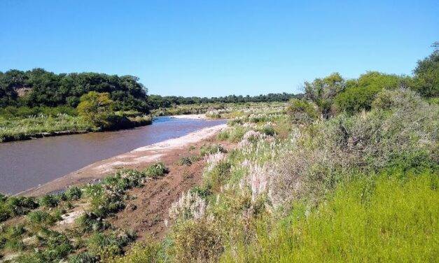 UNRCiencia: Confirmaron la presencia de 18 especies de peces en el tramo urbano del río Cuarto