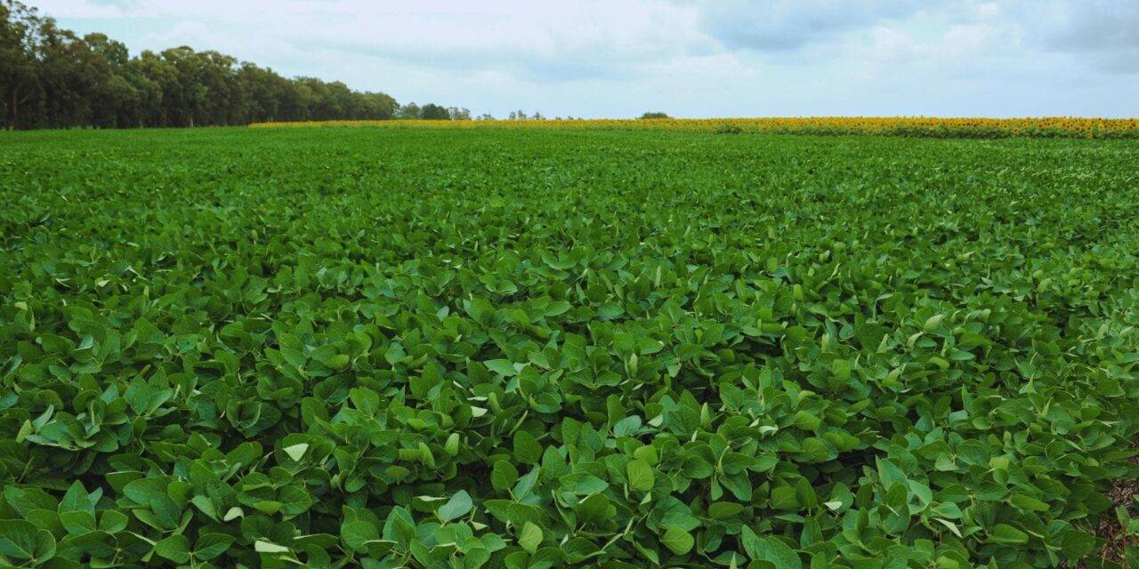 El Niño abre una ventana de alta producción para el agro argentino