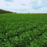 El Niño abre una ventana de alta producción para el agro argentino