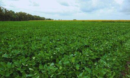 El Niño abre una ventana de alta producción para el agro argentino