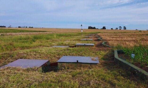 Prácticas de manejo reducen hasta un 54 % las pérdidas de suelo en la región Pampeana