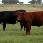 La faena bovina cae a su nivel más bajo en diez años