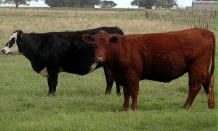 La faena bovina cae a su nivel más bajo en diez años