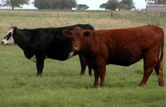 La faena bovina cae a su nivel más bajo en diez años
