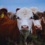 El INTA llevará a La Rural una agenda ganadera centrada en la innovación