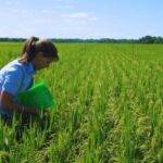 Angirú INTA CL: ajustan la fertilización nitrogenada para maximizar rendimiento