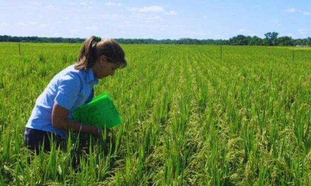 Angirú INTA CL: ajustan la fertilización nitrogenada para maximizar rendimiento